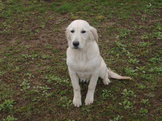 GOLDEN RETRIEVER NIKITA - Golden Retriever