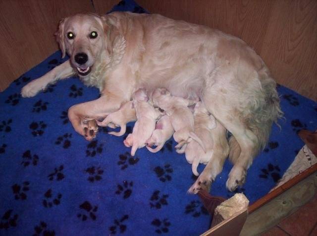 golden retriever les babies - Golden Retriever