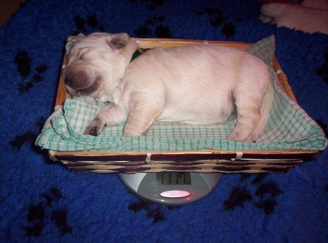 chiot lovely golden retriever - Golden Retriever