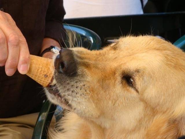 Bémol Golden retriever - Golden Retriever