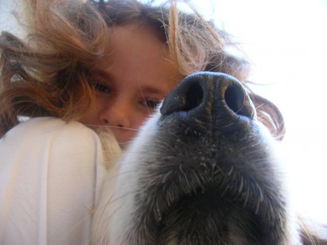 golden retriever Chiara - Golden Retriever