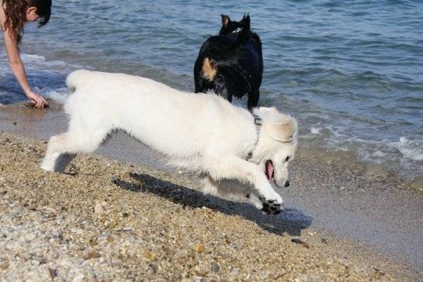 Queenie, Golden retriever - Golden Retriever