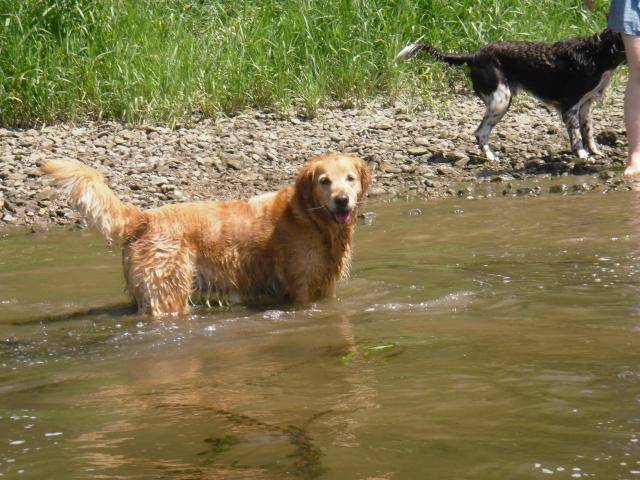 Golden Retriever - TENNESSEE - Golden Retriever