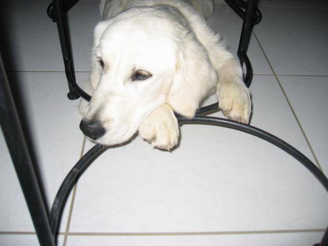Fanny - Golden Retriever - Golden Retriever