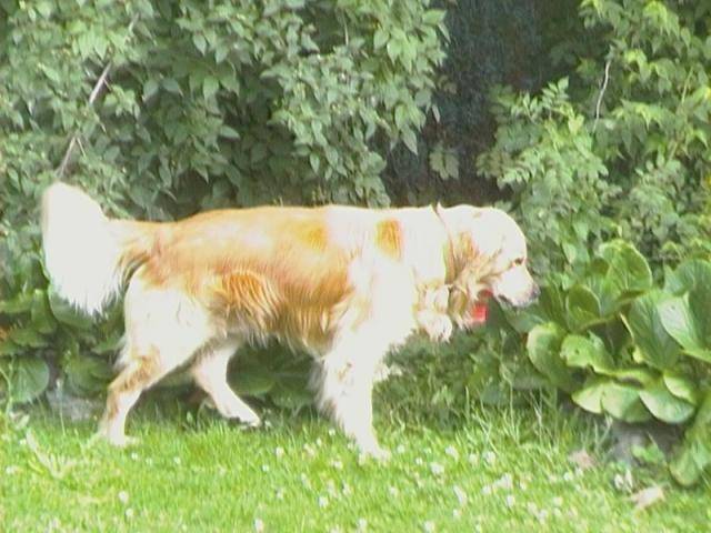 je vous presente BOB un beau golden retriever de 5 ans !!! - Golden Retriever (5 ans)
