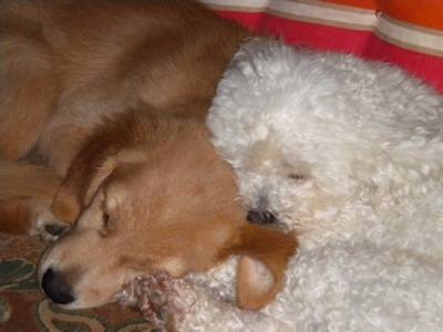 golden retriever gessie - Golden Retriever