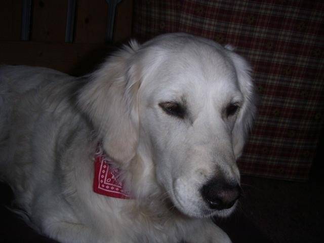 Fanny - Golden Retriever - Golden Retriever