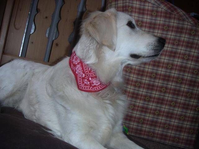 Fanny - Golden Retriever - Golden Retriever