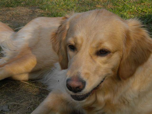 golden retriever gessie - Golden Retriever