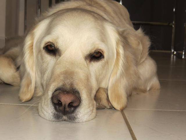 Fanny - Golden Retriever - Golden Retriever
