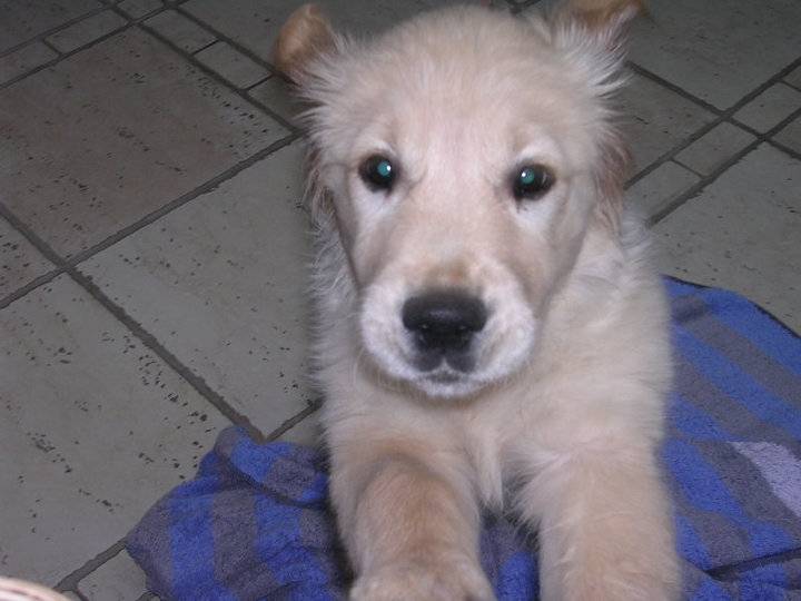 Chipsy - Golden Retriever Femelle (3 ans)