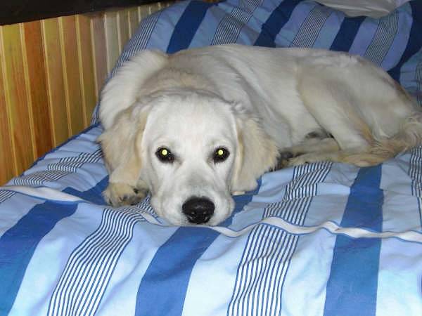 Chucky des Abellies d'Aulay - Golden Retriever