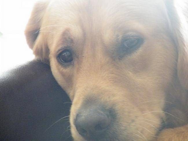 Portrait Caillou - Golden Retriever