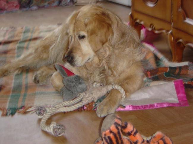 Rafale - Chien guide d'aveugle - Golden Retriever