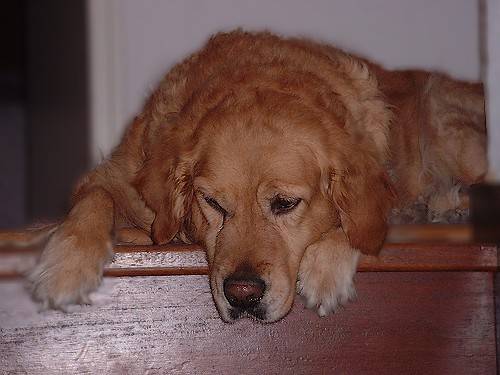 Polka Golden Retriever de 8 ans - Golden Retriever (8 ans)