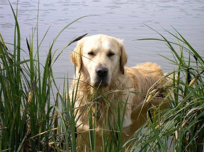 Dzeus Golden retriever de 2 ans et demi - Golden Retriever (2 ans et demi)