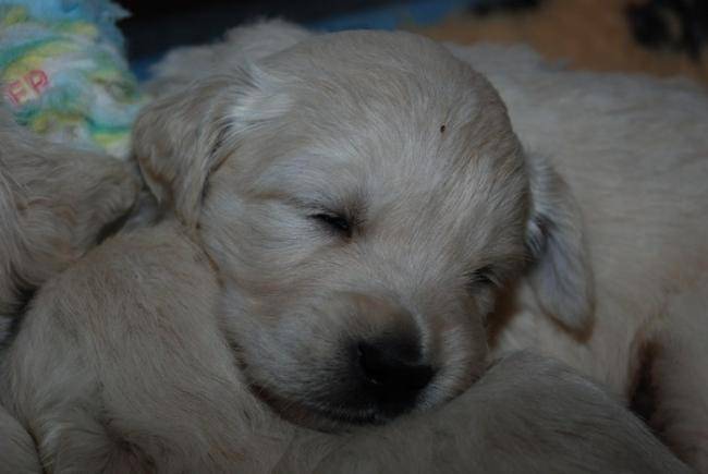 Chiot Golden retriever : Kali de la Barraz - Golden Retriever