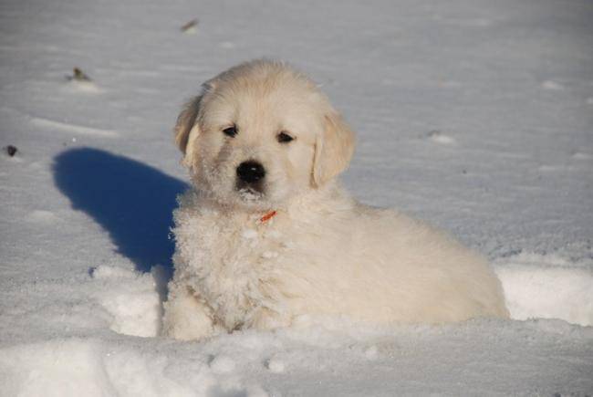 Chiot Golden retriever : Keny de la Barraz - Golden Retriever