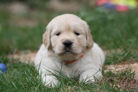 Petite femelle, fille de Vihna - Golden Retriever