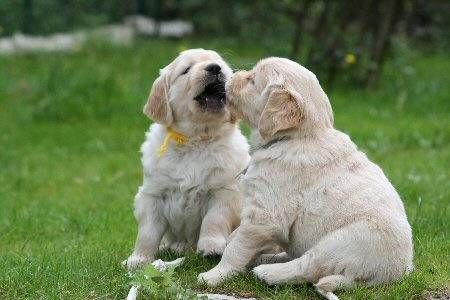 Jeux de chiots Goldens retrievers - Golden Retriever