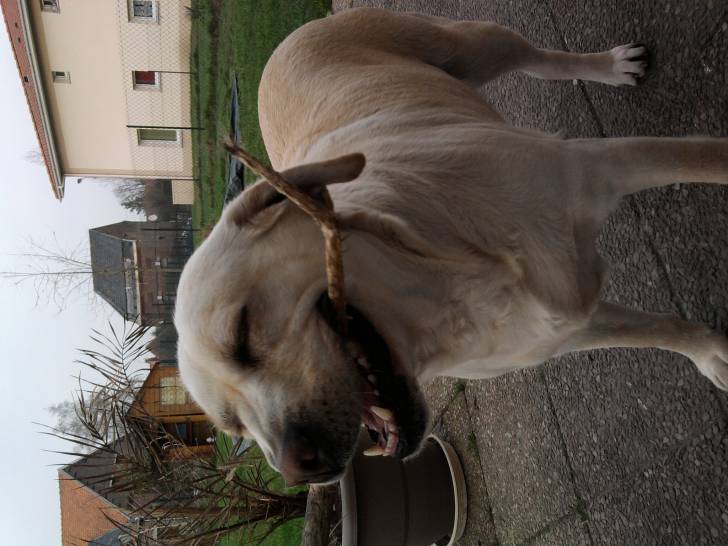 Vica - Golden Retriever Femelle (8 ans)