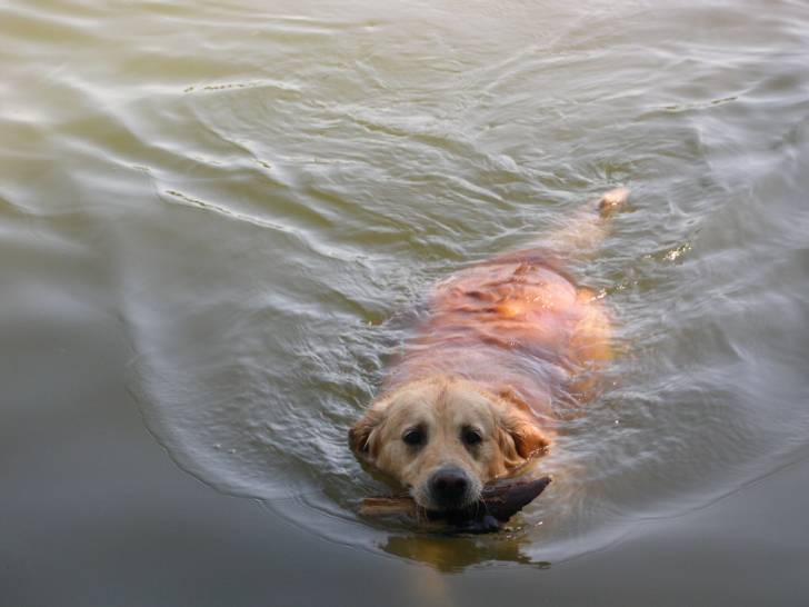 Rien de tel qu'un bon bain ! - Golden Retriever