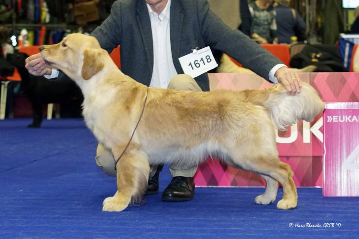 Run And Hunt Brdske zlato - Golden Retriever Femelle (2 ans et 9 mois)