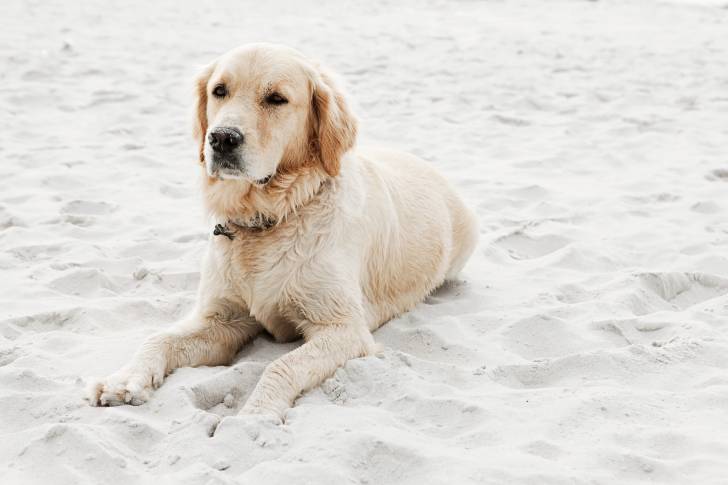 Un Golden Retriever allongé dans le sable