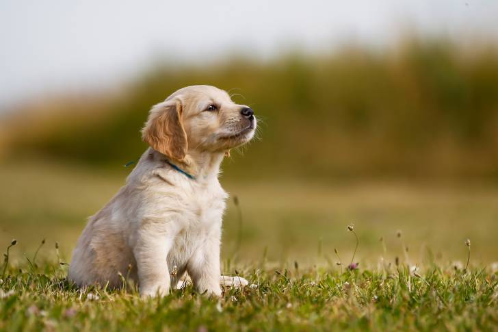 Un chiot Golden Retriever assis dehors