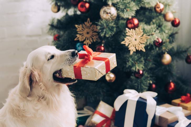 Un Golden Retriever blanc qui tient un paquet cadeau dans sa gueule