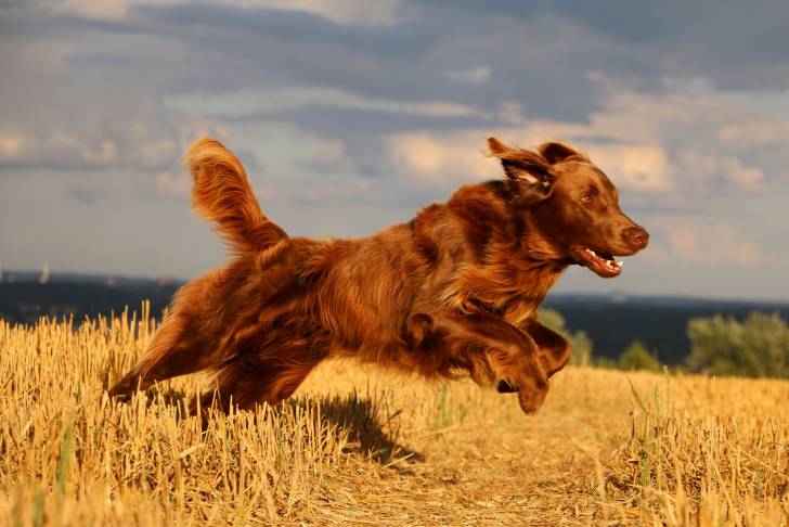 Un Golden Retriever marron court dans un champ
