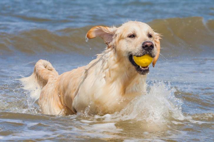 Un Golden Retriever rapporte une balle qu'il a récupérée dans la mer