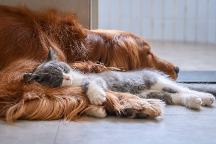 Un Golden Retriever dort avec chat
