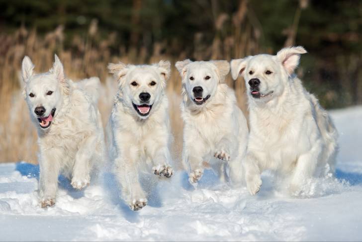 Quatre Golden Retrievers courant dans la neige