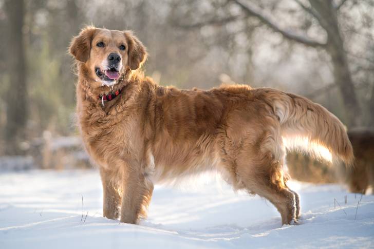 Un Golden Retriever debout dans la neige