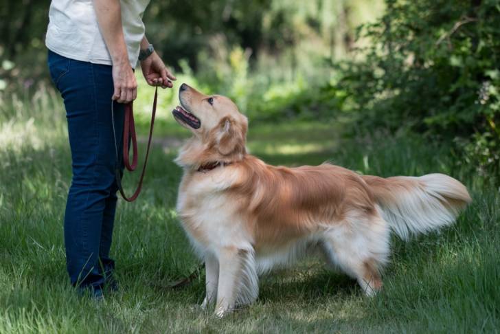 Un Golden Retriever faisant face à son maître