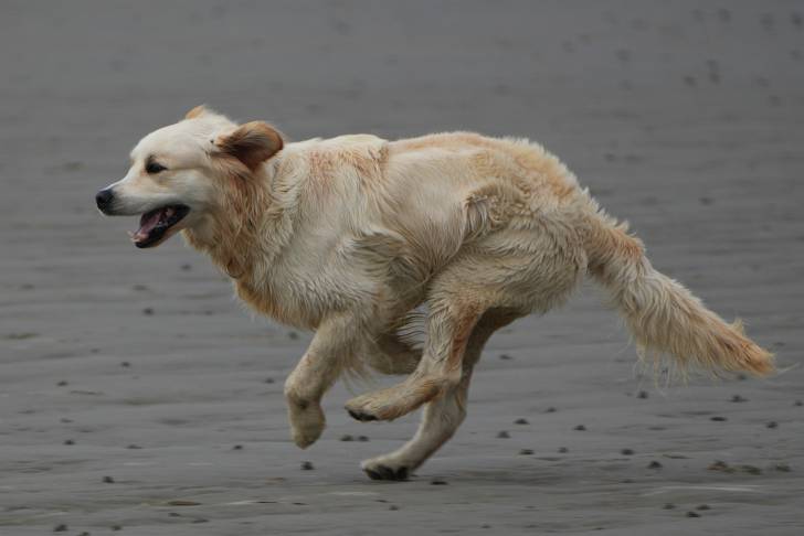Un Golden Retriever court sur la plage