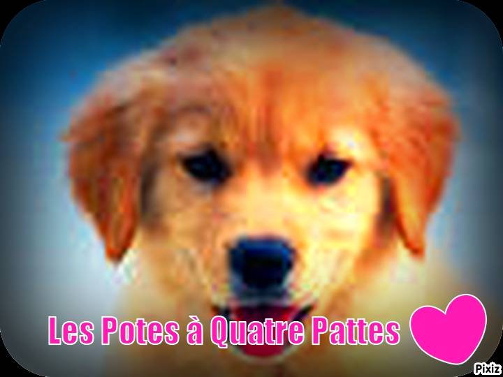 Les Potes à Quatre Pattes (groupe) - Golden Retriever