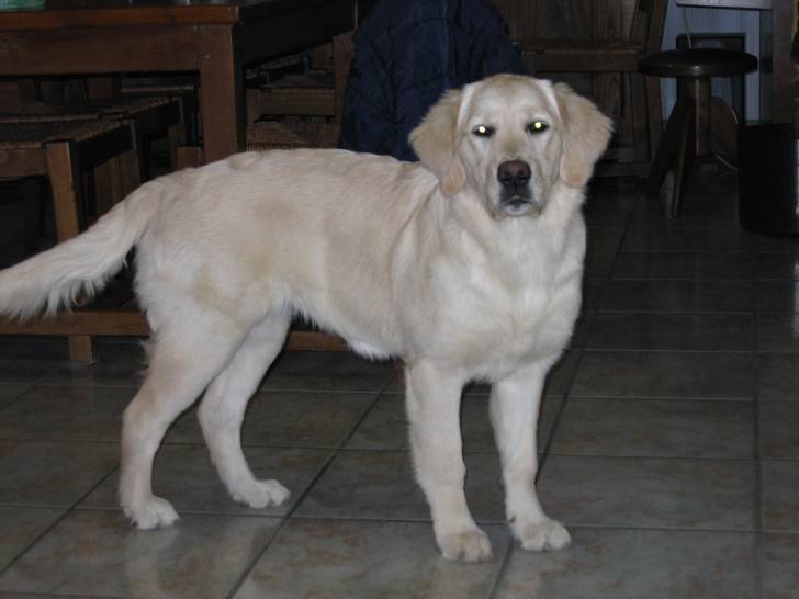 Cally - Golden Retriever Femelle (4 ans)