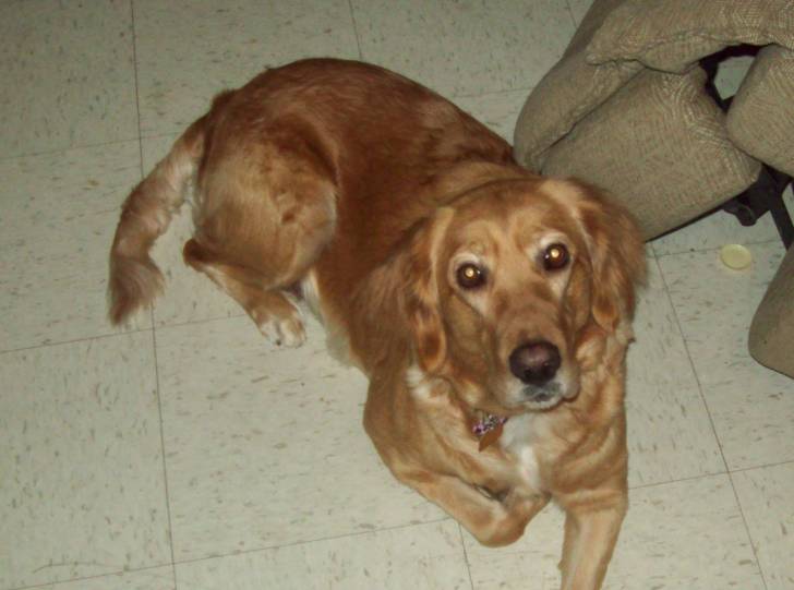 Jazmyn - Golden Retriever Femelle (8 ans)