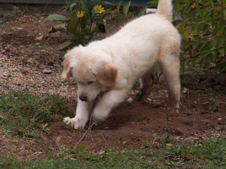 Eclipde - Golden Retriever Femelle (3 mois)