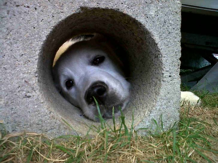 Gandja - Golden Retriever Mâle (1 an)