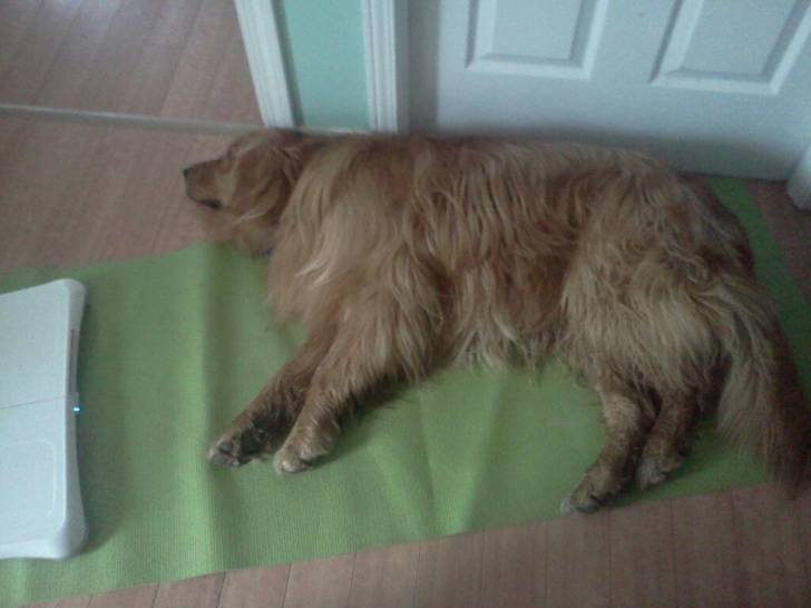 Hurley - Golden Retriever Mâle (1 an)