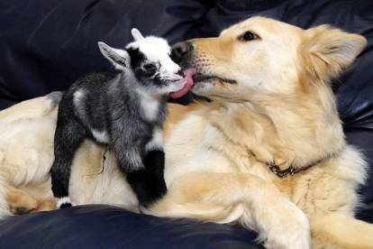 Entente du Golden Retriever les autres espèces