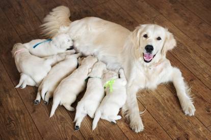 6 chiots Golden Retrievers en train de téter leur mère