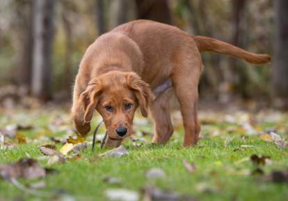 Un jeune Golden Retriever marron renifle le sol