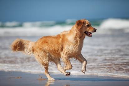 Un Golden Retriever courant sur la plage