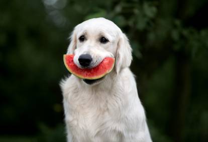 Un Golden Retriever blanc tient un morceau de pastèque dans sa gueule