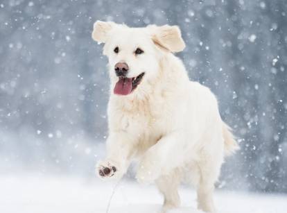 Un Golden Retriever blanc court dans la neige