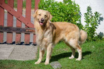 Un Golden Retriever sur un terrain gazonné et regardant vers la caméra